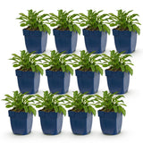 Green boutiQ - Vasteplant - Campanula persicifolia - Perzikbladklokje - Bijen en Vlinderlokkers - Blauw - 12 Planten - Pot 11cm - Hoogte 15-25cm