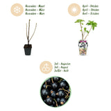 Green boutiQ - Fruitplanten - Zwarte Bes - Ribes nigrum Titania - Winterhard - 6 Planten - Pot 9 cm - Zwarte Bes