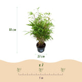 Green boutiQ - Grassen - Fargesia Rufa - Niet Woekerende Bamboe - Bladhoudend - Groen - 1 Plant - Pot 23 cm - Hoogte 80 cm