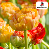 Tulpenbollen Gudoshnik Double — geel-oranje-rood, 20 stuks (maat 11/12)