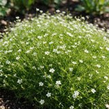 Green boutiQ - Vasteplant - Sagina subulata - Vetmuur - RotsPlant - Wit - 1 Plant - Pot 11cm - Hoogte 15-25cm