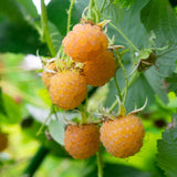 Green boutiQ - Fruitplant - Framboos - Rubus idaeus Fallgold- Gele Framboos - 2 planten -Pot 11cm Hoogte 40cm