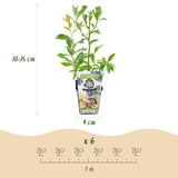 Green boutiQ - Fruitplanten - Blauwe Bes - Vaccinium corymbossum Bluegold - Winterhard - 3 Planten - Pot 9 cm - Blauwe Bes