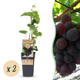 Green boutiQ - Fruitplant - Vitis vinifera Vanessa - Druivenplant - Pitarm - Blauwe Druif - 2 Planten - Pot 15cm - Hoogte 50cm