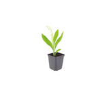 48x Convallaria majalis - ↕10-25cm - Ø9cm