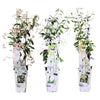 3x - Trachelospermum Mix - ↨65cm - Ø15