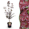 Green boutiQ - Tuinplant - Acer palmatum Bloodgood - Japanse Esdoorn - Bladverliezend - Rood - 1 - Pot 26cm - Hoogte 90cm