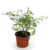 Green boutiQ - Tuin Roos - Rosa White Fairy - Roos - Winterhard - Wit - 1 Plant - Pot 12cm - Hoogte Hoogte 20-25cm