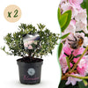 Green boutiQ - Dwerg Rhododendron - Rhododendron Bloombux Light Pink - Bloeiende Buxus - Weinig Onderhoud - Licht Roze Bloem - 2 Planten - Pot 23cm - Hoogte 45-55cm