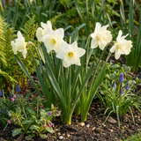 30x Narcissus Mount Hood - Trompetnarcis - Wit - Voorjaarsbloeier - Bolmaat 10/12