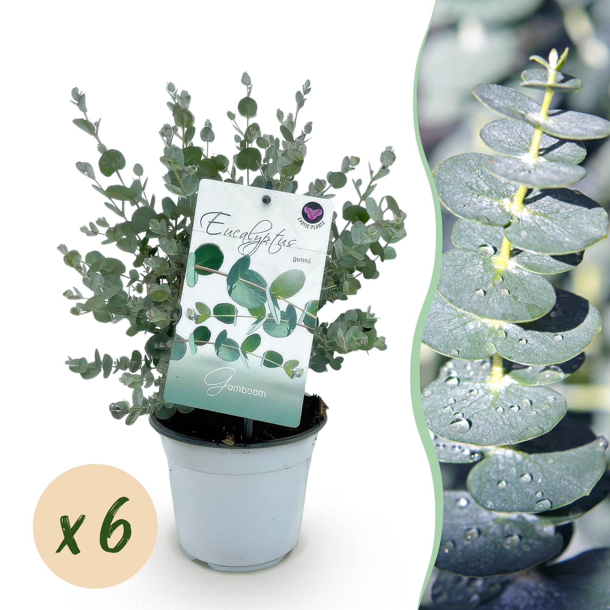 Green boutiQ - Terrasplant - Eucalyptus boom - Eucalyptus gunni- Grijs - 6 Planten - Winterhard - Pot 14cm Hoogte 30cm