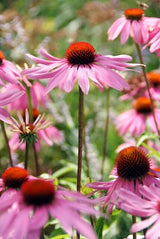 12x Echinacea p. 'Magnus' - ↕10-25cm - Ø9cm
