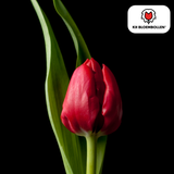 Tulpenbollen Ile de France — dieprode tulp, 20 stuks (maat 11/12)