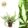 Green boutiQ - Kamerplant - Pteris cretica Albolineata - Lintvaren - Huisdiervriendelijk - Bont - 4 Planten - Pot 12cm - Hoogte 28-30cm