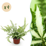 Green boutiQ - Kamerplant - Pteris cretica Albolineata - Lintvaren - Huisdiervriendelijk - Bont - 4 Planten - Pot 12cm - Hoogte 28-30cm