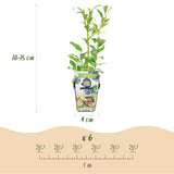 Green boutiQ - Fruitplanten - Blauwe Bes - Vaccinium corymbossum Northland - Winterhard - 6 Planten - Pot 9 cm - Blauwe Bes