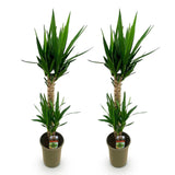 Green boutiQ - Kamerplant - Yucca elephantipes - Yucca - Weinig onderhoud - Groen - 2 - Pot 19cm - Hoogte 95cm