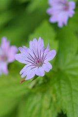 24x Geranium nodosum - ↕10-25cm - Ø9cm