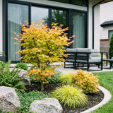 Green boutiQ - Tuinplant - Acer palmatum Summergold - Japanse Esdoorn - Bladverliezend - Geel - 1 - Pot 26cm - Hoogte 90cm