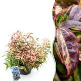 Green boutiQ - Tuinplant - Leucothoe Makijaz - Bruin - 1 Plant - Groenblijvend - Weinig Onderhoud - Pot 17cm Hoogte 45cm