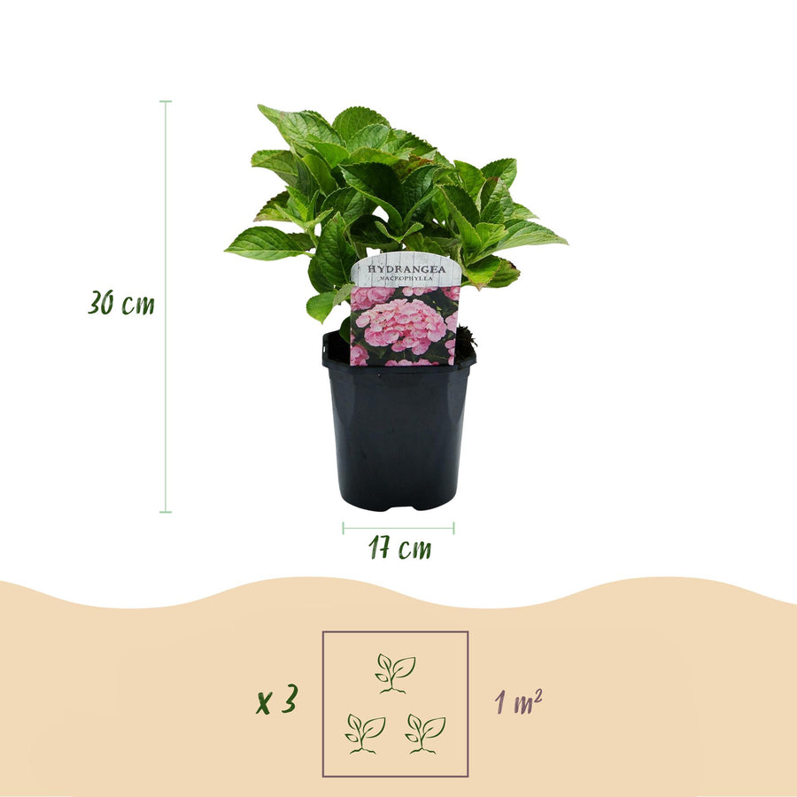 Hydrangea macrophylla Pink – 30 cm hoog (foto 3)