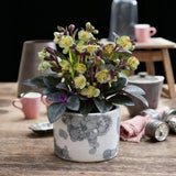 Green boutiQ - Tuinplant - Lenten Rose - Helleborus lividus Purple Marble - Paarse Bloem -2 Planten - Groenblijvend - Pot 14cm Hoogte 35cm