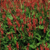 12x Persicaria amplexicaulis - ↕10-25cm - Ø9cm