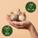 30x Allium Miami - Sierui - Paars - Zomerbloeier - Bolmaat 10/+
