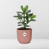 Clusia Princess in ELHO Vibes Fold 14cm roze