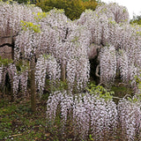 Green boutiQ - Blauwe regen - Wisteria floribunda Rosea - Bloem roze- 1 plant - Pot 11cm Hoogte 40cm