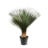 Yucca Rostrata - 140 - 160 cm - Ø50