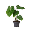 Philodendron Glorisoum - Ø12cm - ↕35cm