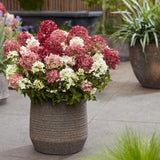 Green boutiQ - Tuinplant - Hydrangea panniculata Groundbreaker Ruby - Pluimhortensia - Winterhard - Rood - 4 Planten - Pot 14cm -Hoogte 20-25cm