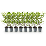 Green boutiQ - 8x Ligustrum ovalifolium Aureum - Bontbladige Liguster - Haagplanten - Groenblijvend - Bont - Pot 9cm - Hoogte 35-45cm