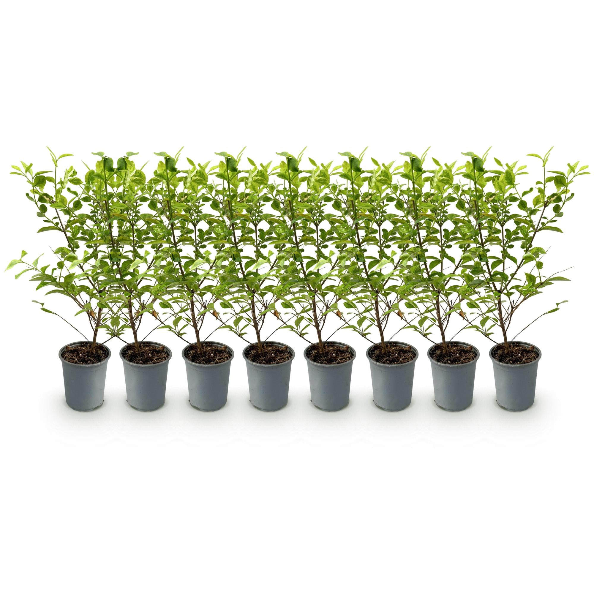 Green boutiQ - 8x Ligustrum ovalifolium Aureum - Bontbladige Liguster - Haagplanten - Groenblijvend - Bont - Pot 9cm - Hoogte 35-45cm