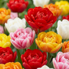 120x Tulipa Double mix - Gevulde tulp mix - Diversen - Voorjaarsbloeier - Bolmaat 11/13