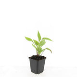 48x Echinacea p. 'White Swan' - ↕10-25cm - Ø9cm