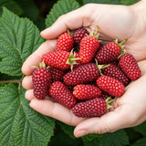 Green boutiQ - Fruitplanten - Taybes - Rubus Tayberry - Winterhard - 6 Planten - Pot 9 cm - Rode Bes