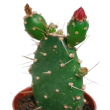 Cactus mix 5.5 cm - zonder pot bloeiend - 5x