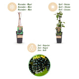 Green boutiQ - Fruitplant - Rubus fruticosus Black Satin - Bramenplant - Winterhard - Zwarte Braam - 2 Planten - Pot 15cm - Hoogte 50cm