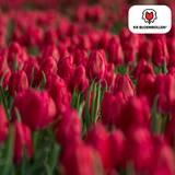 Tulpenbollen Ile de France — dieprode tulp, 20 stuks (maat 11/12)