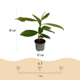 Green boutiQ - Tuinplant - Magnolia grandiflora - Bloem Wit - 1 Plant - Bladhoudend - Weinig Onderhoud - Pot 12cm Hoogte 30cm