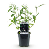 Green boutiQ - Tuinplant - Buddleja davidii Black Night - Vlinderstruik - Winterhard - Paars - 1 Plant - Pot 17cm - Hoogte 45cm