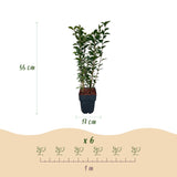 Green boutiQ - Haagplanten - Ligustrum ovalifolium -blad groen - 6 planten - 1 strekkende meter - groenblijvend - pot 17cm hoogte 55cm