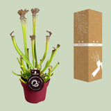 Sarracenia Farnhamii - Ø12cm - ↕40cm