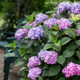 Green boutiQ - Tuinplant - Hydrangea Endles Summer Summer Love Purple - Hortensia - Winterhard - Paars - 4 Planten - Pot 14cm - Hoogte 20-25cm
