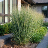 Green boutiQ - Grassen - Panicum virg. Northwind - Prairiegraan - Met Pluim - Groen - 6 Planten - Pot 11cm - Hoogte 15-25cm
