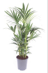 Howea Forsteriana - Ø27 ↕120