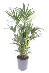 Howea Forsteriana - Ø27 ↕120