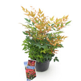 Green boutiQ - Tuinplant - Nandina Gulfstream - Oranje - 1 Plant - Groenblijvend - Weinig Onderhoud - Pot 17cm Hoogte 45cm